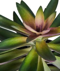 Vowave.shopddbaa62a25 2